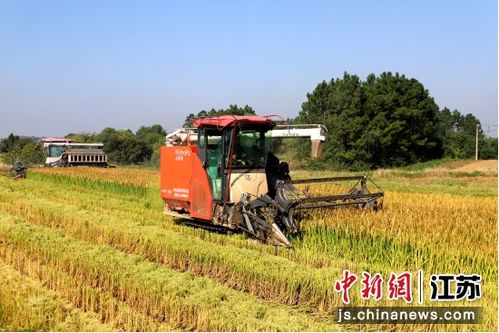 顆粒歸倉 南京椏溪街道水稻豐收與苗木種植雙線并進(jìn)