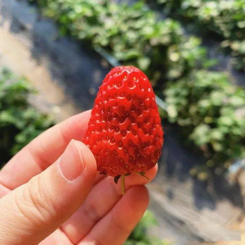 長春周邊8個秋季采摘好去處 吃喝玩樂全安排，苗木種植特色體驗(yàn)