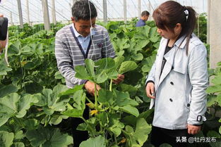 菏澤牡丹區(qū)沙土鎮(zhèn) 特色果蔬與苗木種植雙輪驅(qū)動，繪就助農(nóng)增收新畫卷