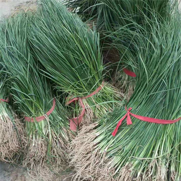勇泰中藥材 知母秧苗產(chǎn)地直發(fā)，品質(zhì)精選助力高效種植